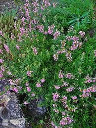 Hyssopus Officinalis Plant Seeds