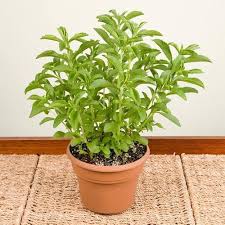 Stevia eupatoria Plant Seeds