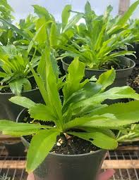 Eryngium Foetidum Seeds