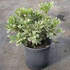 Pittosporum flower seeds
