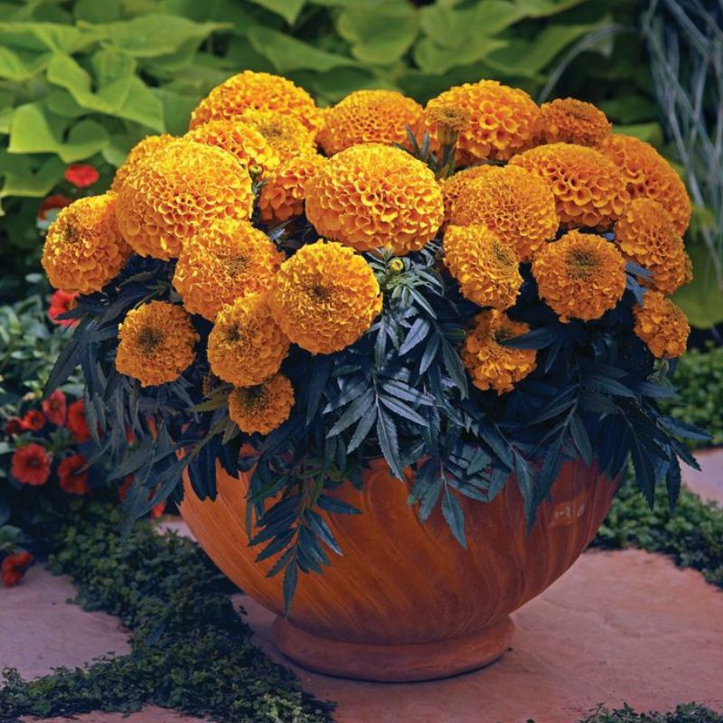 marigold flower seeds, marigold seeds