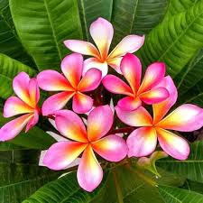 Plumeria flower seeds