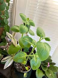 Water Mint Plant Seeds