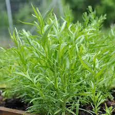 Tarragon Herb Plant Seeds