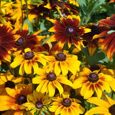 Rudbeckia flower seeds