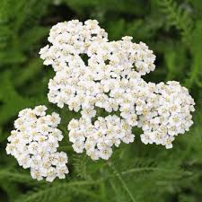 Yarrow Seeds