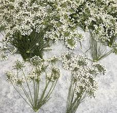 Queen Anne’s Lace flower seeds