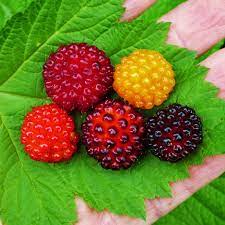 Wild Berry Fruit Seeds