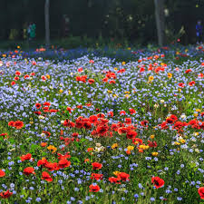 Wildflower Mix Seeds
