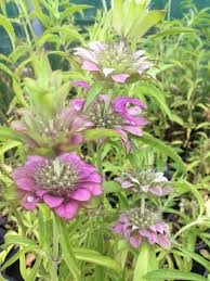 Lemon Bergamot Herb Seeds