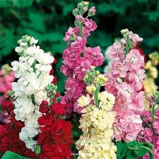Stock flower seeds