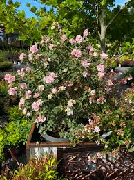 Rose of Sharon Seeds