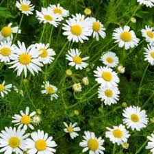 German Chamomile Seeds