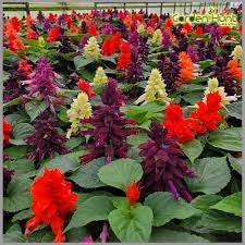 Salvia flower seeds