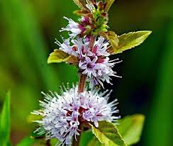 Mentha Arvensis Mint Plant Seeds