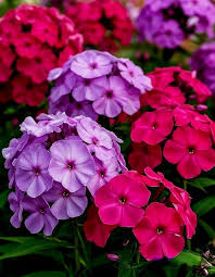 Garden Phlox Flower Seeds