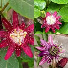 Passiflora flower Seeds