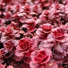 Spurium Coccineum Plant Seeds