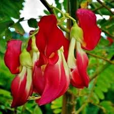 Sesbania flower seeds
