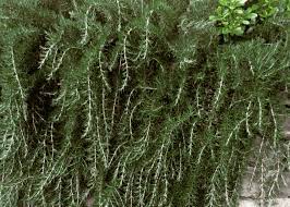 Trailing Irene Rosemary Herb seeds