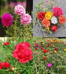 Portulaca flower seeds