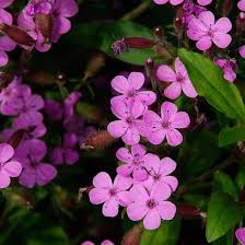 Soapwort flower seeds