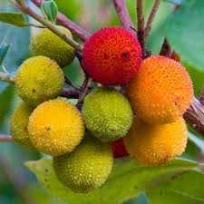 Arbutus Seeds