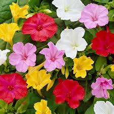 Four O’Clock Flower Seeds
