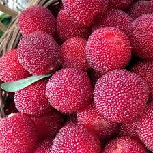 Bayberry Seeds