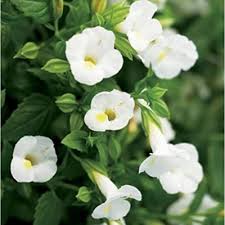 Torenia flower seeds