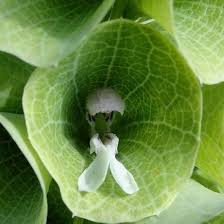Moluccella Laevis Ornamental Plant Seeds