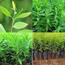 Sandalwood Plant Seeds