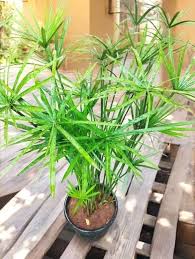 Cyperus Plant Seeds