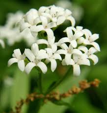 Woodruff flower seeds