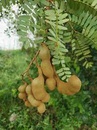 Tamarind Tree Seeds