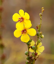 Verbascum flower seeds