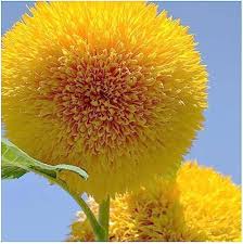 Teddy Bear Sunflower Seeds