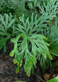 Selaginella Plant Seeds