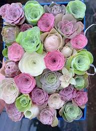 Greenovia Flower Seeds