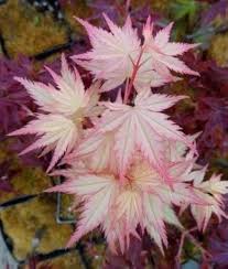 Maple flower seeds