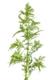 Annie herb seeds