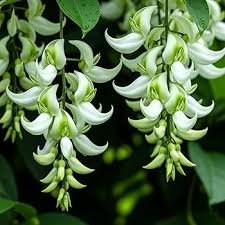 Jade Vine flower seeds