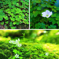 Irish Moss Herb Seeds