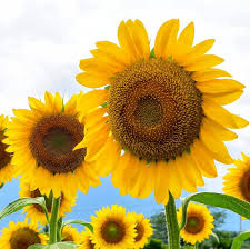 Mammoth Sunflower Seeds