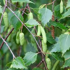 Betula Pendula Plant Seeds