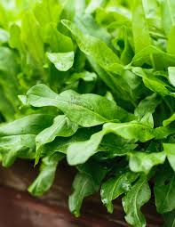 Large Leaf Sorrel herb seeds