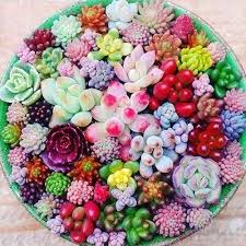 Succulent flower seeds