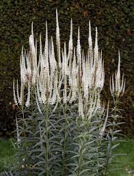 White Culver's Root Plant Seeds