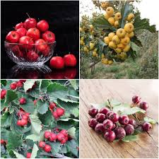 Hawthorn Fruit Tree Seeds