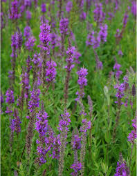 Purple Loosestrife flower seeds